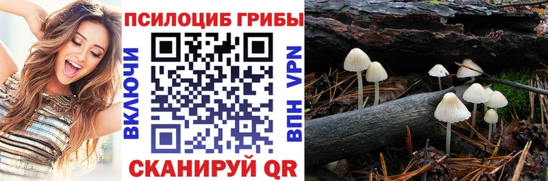Купить где  Саратов  Псилоцибиновые грибы Psilocybe 